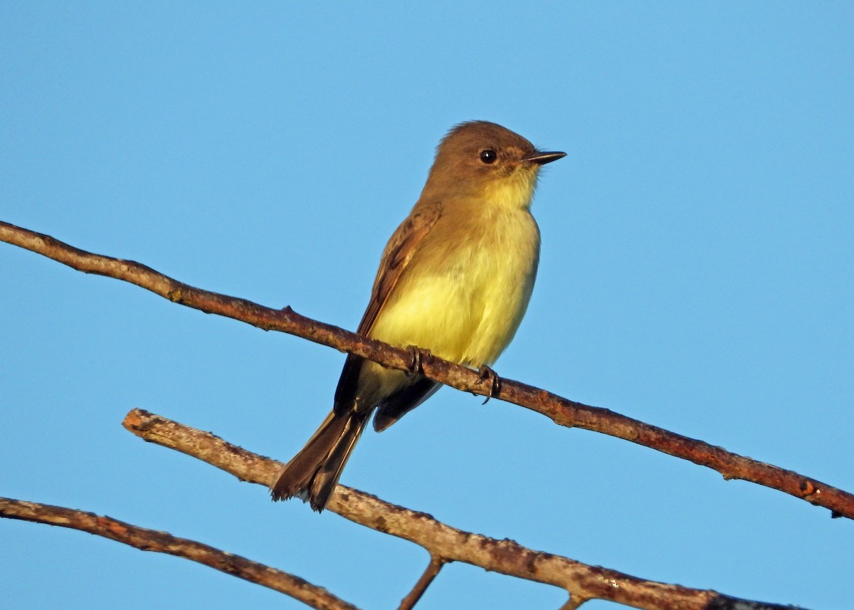 Светлобрюхий фиби - ML645651057