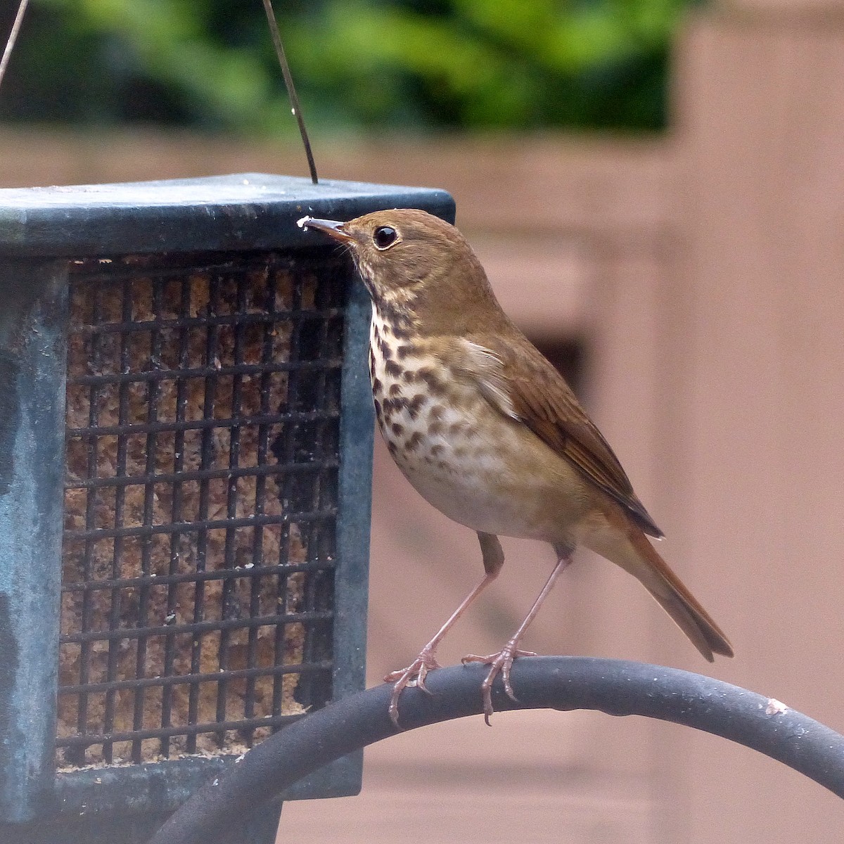 Дрозд-отшельник - ML645651058
