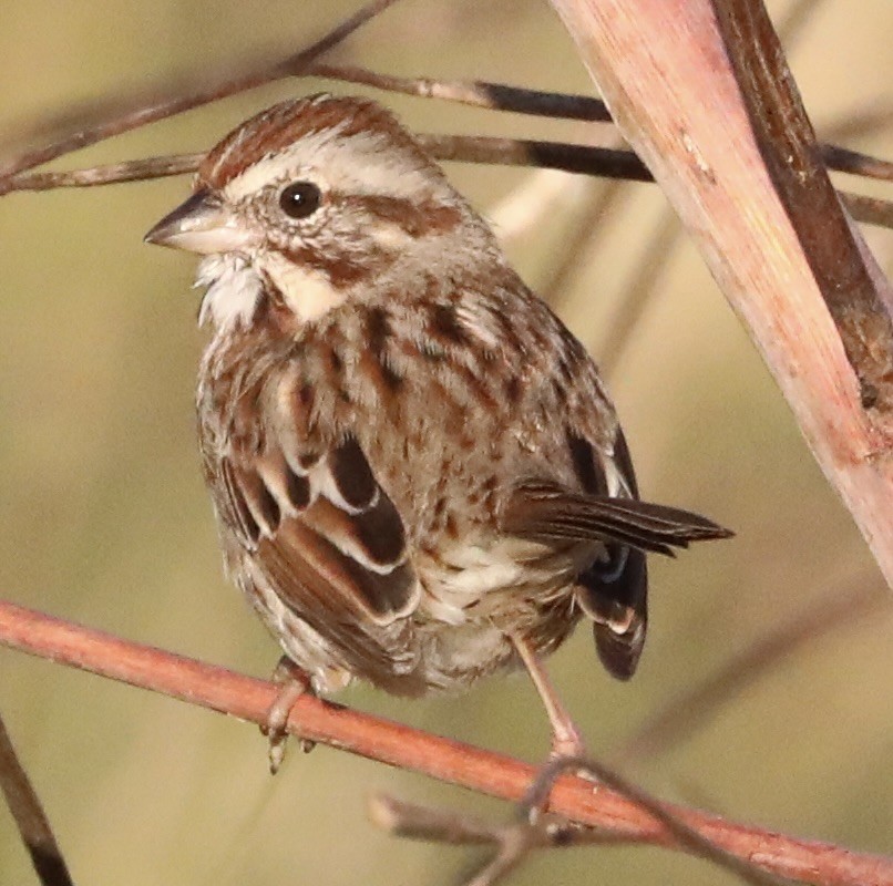 Певчая овсянка - ML645651059