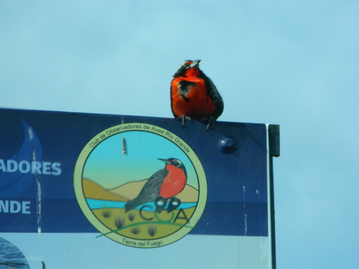 Длиннохвостая лойка - ML645651064