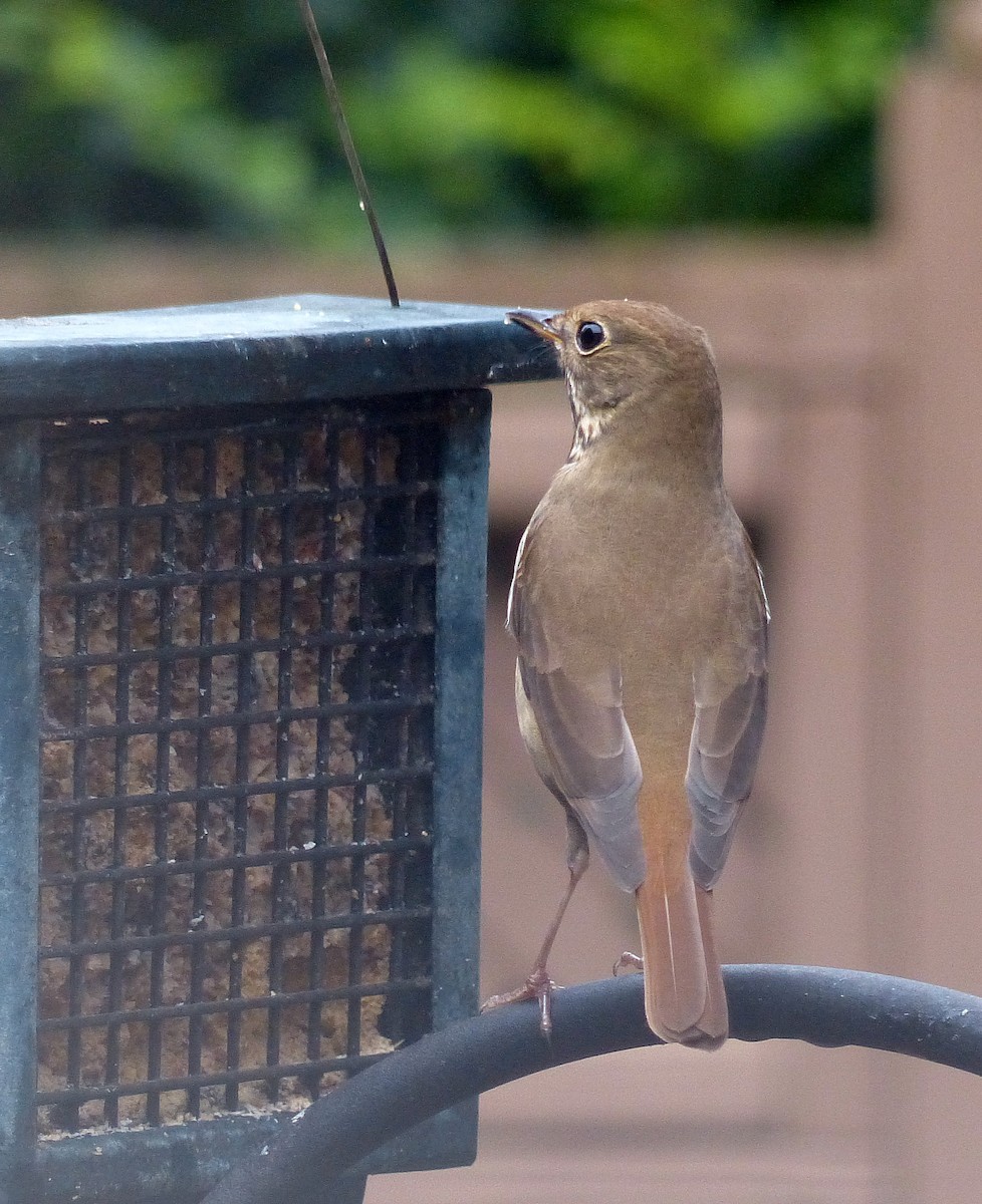 Дрозд-отшельник - ML645651065