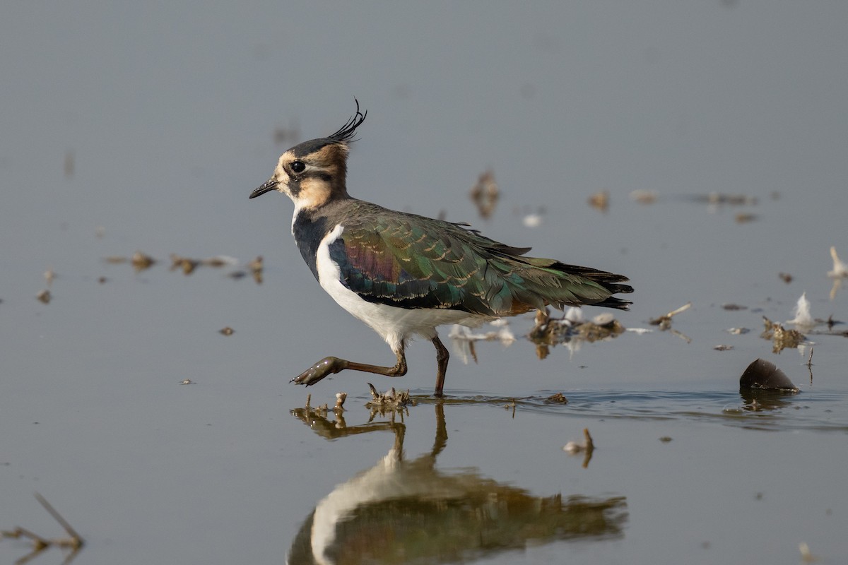 Чибис - ML645651067