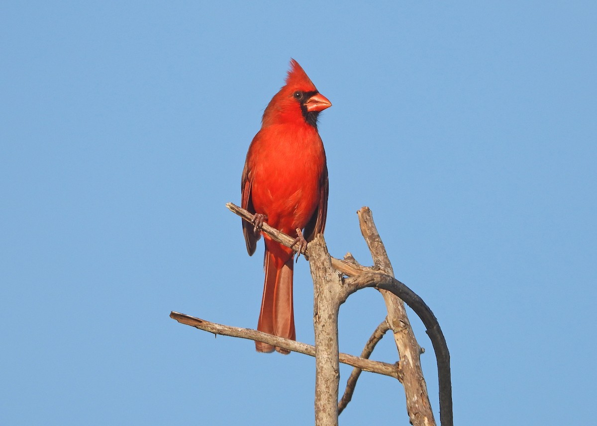 Красный кардинал - ML645651068