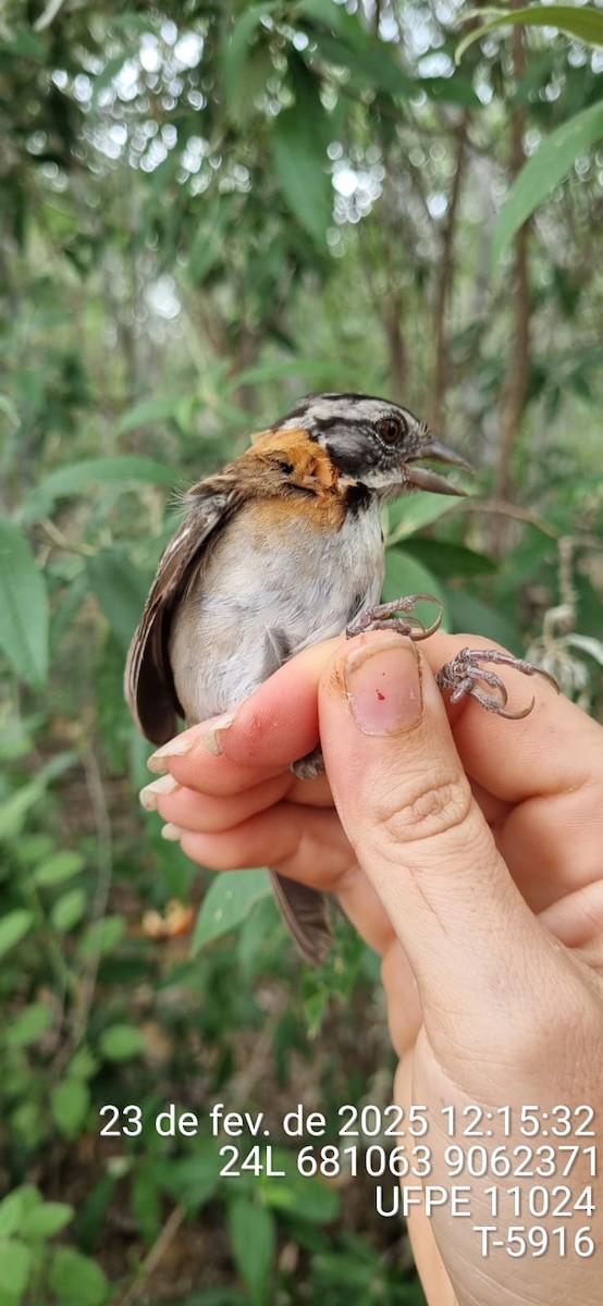 Рыжешейная зонотрихия - ML645651069