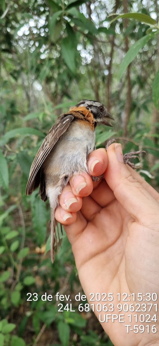 Рыжешейная зонотрихия - ML645651070