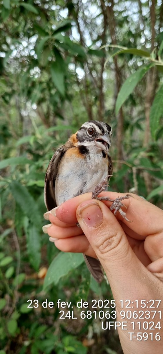 Рыжешейная зонотрихия - ML645651071