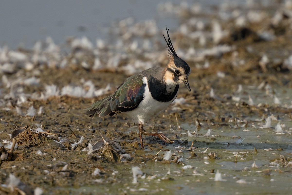 Чибис - ML645651073