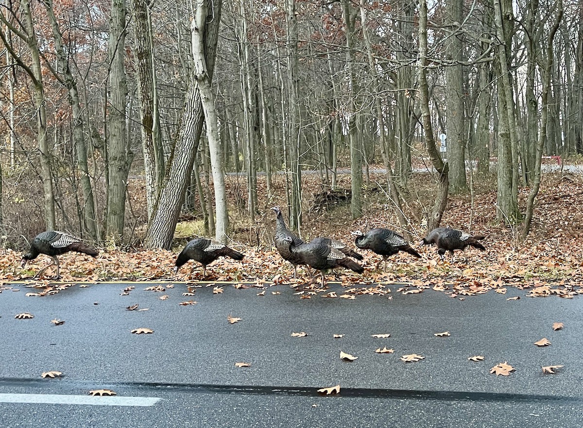 Индейка - ML645651074