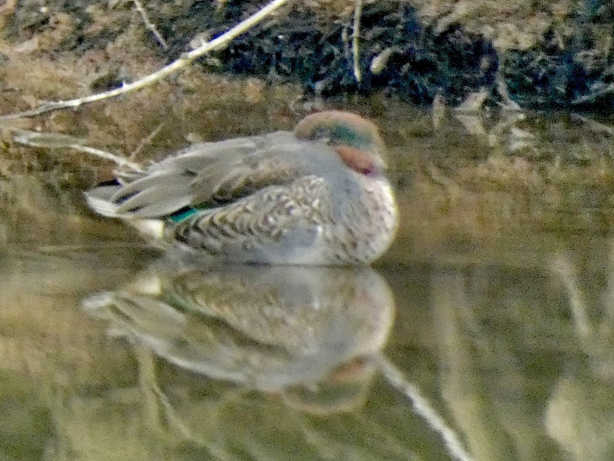 コガモ - ML645651086