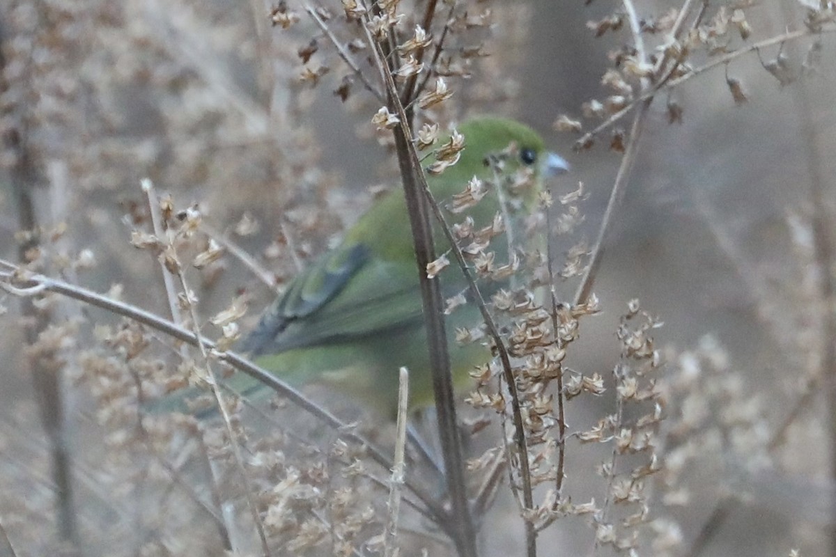 Painted Bunting - ML645651088