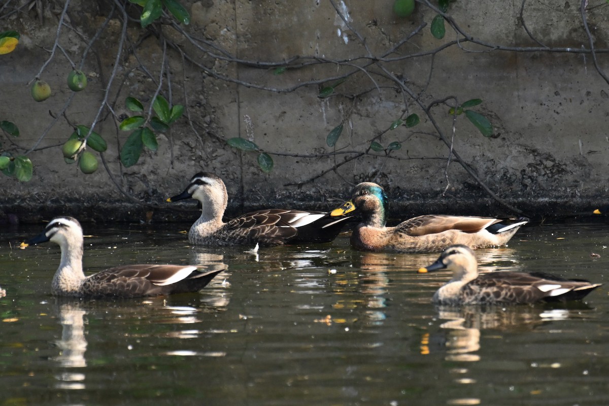 Eastern Spot-billed Duck x Mallard (hybrid) - ML645651092