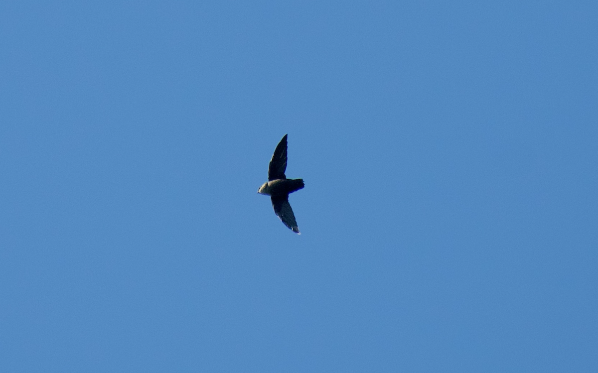 Chimney Swift - ML645651100