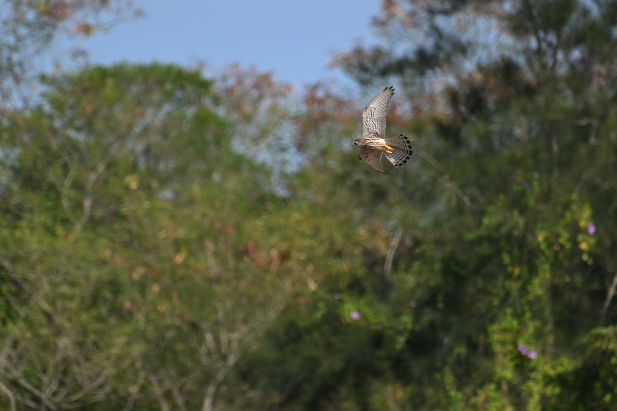 Eurasian Kestrel - ML645651104