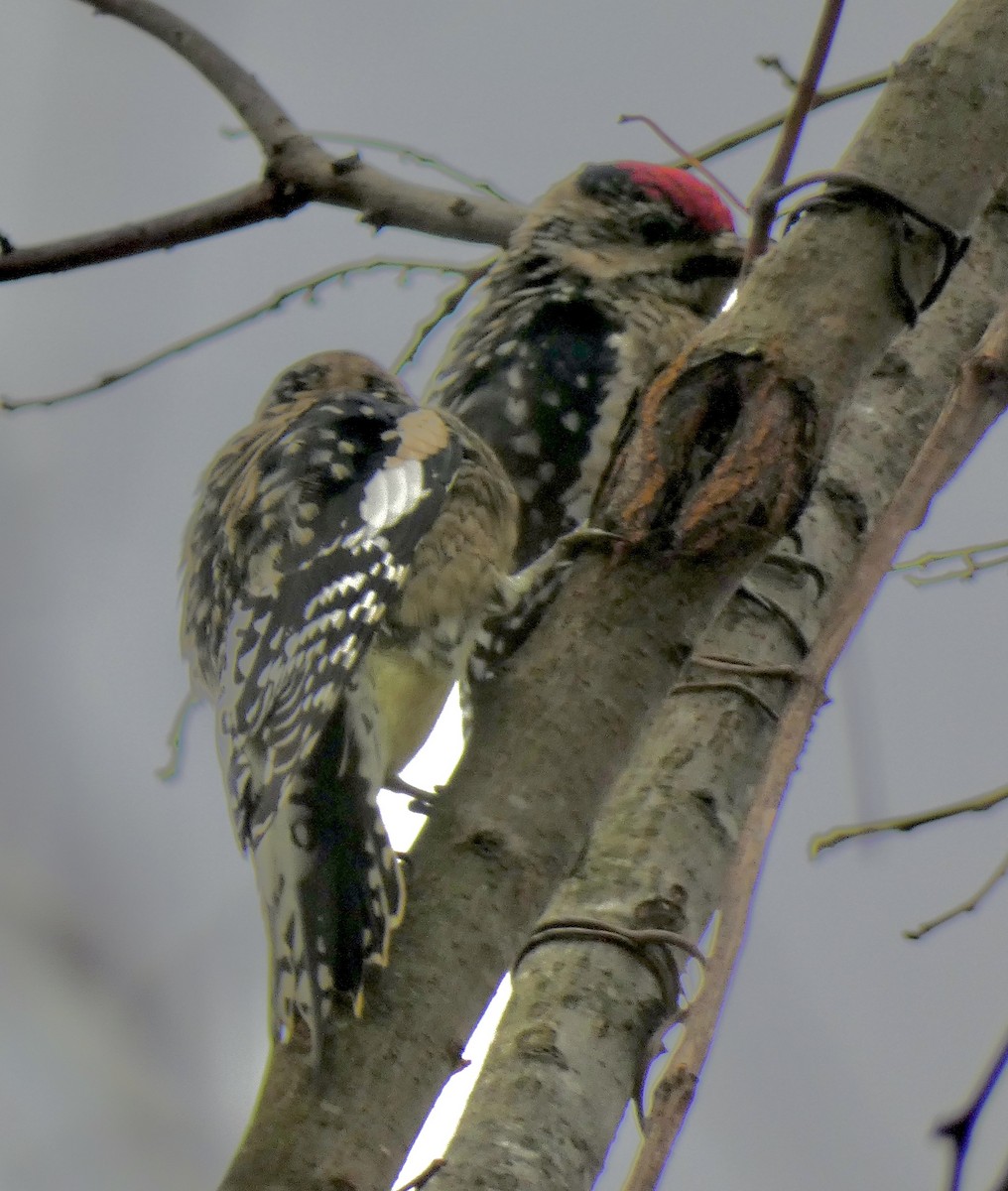 シルスイキツツキ - ML645651127