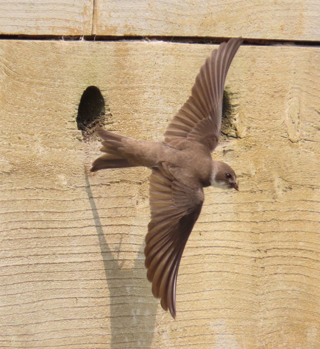 灰沙燕 - ML645651129