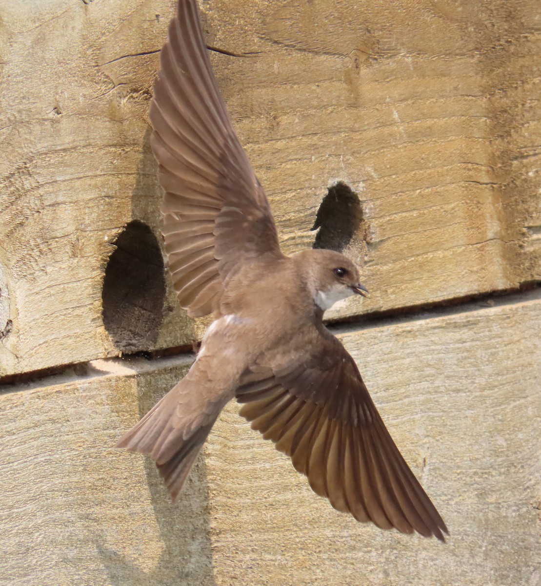 灰沙燕 - ML645651162