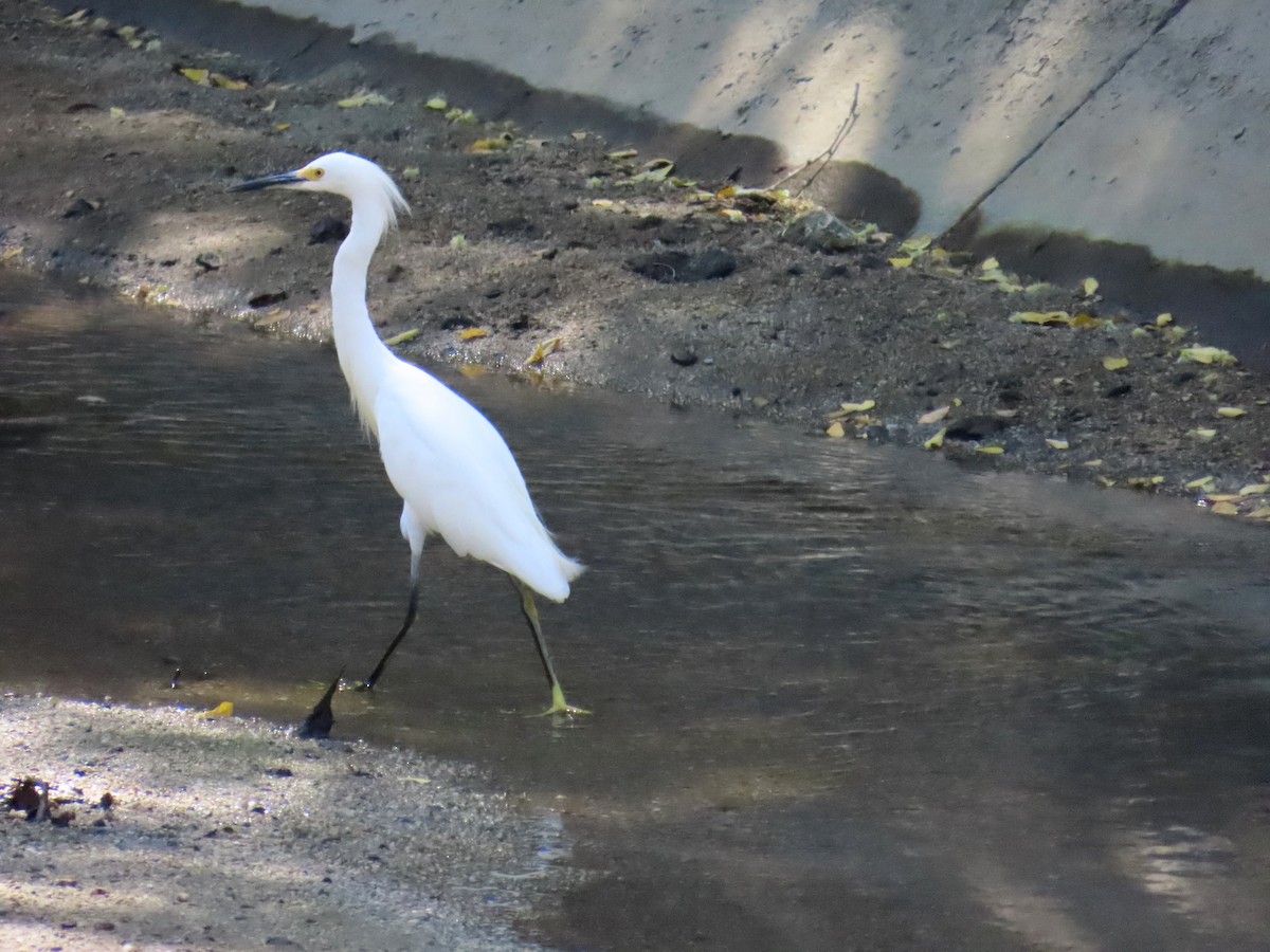Snowy Egret - ML645651165