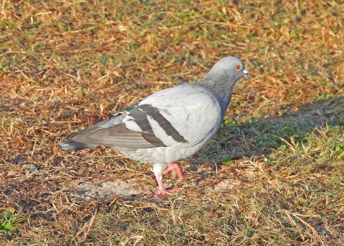 Rock Pigeon (Feral Pigeon) - ML645651166