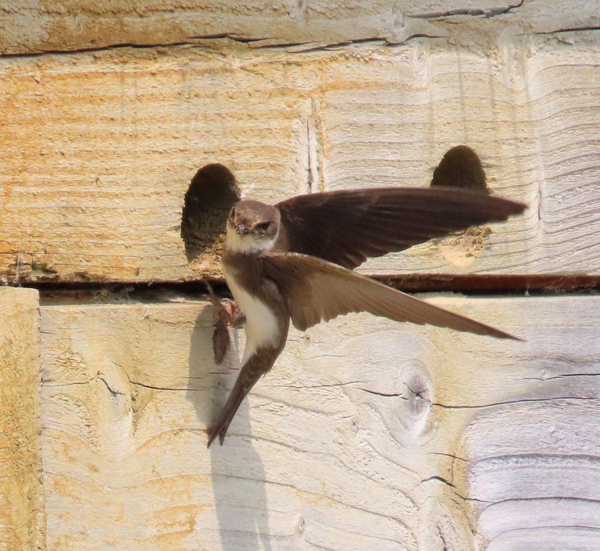 灰沙燕 - ML645651172