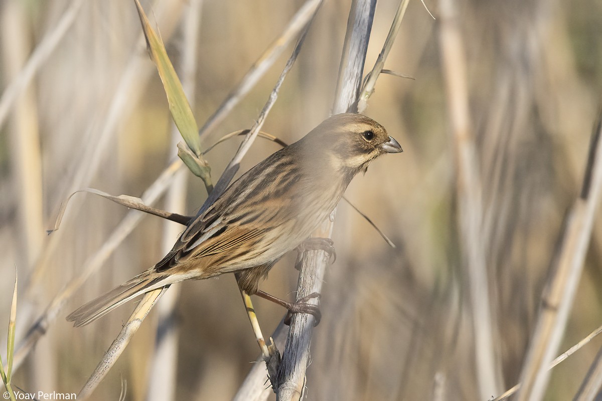 Reed Bunting - ML645651177