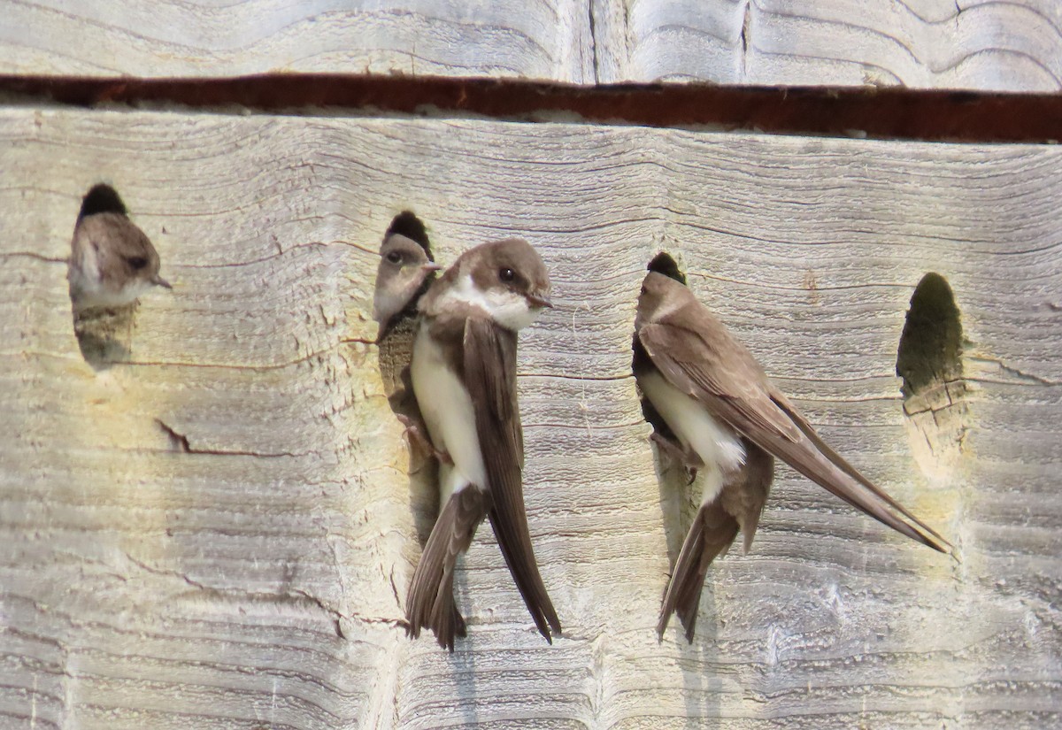 灰沙燕 - ML645651183