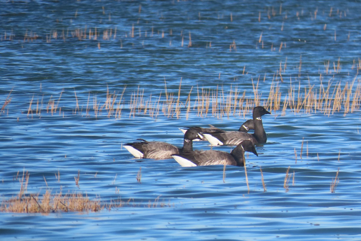 Brant - ML645651184