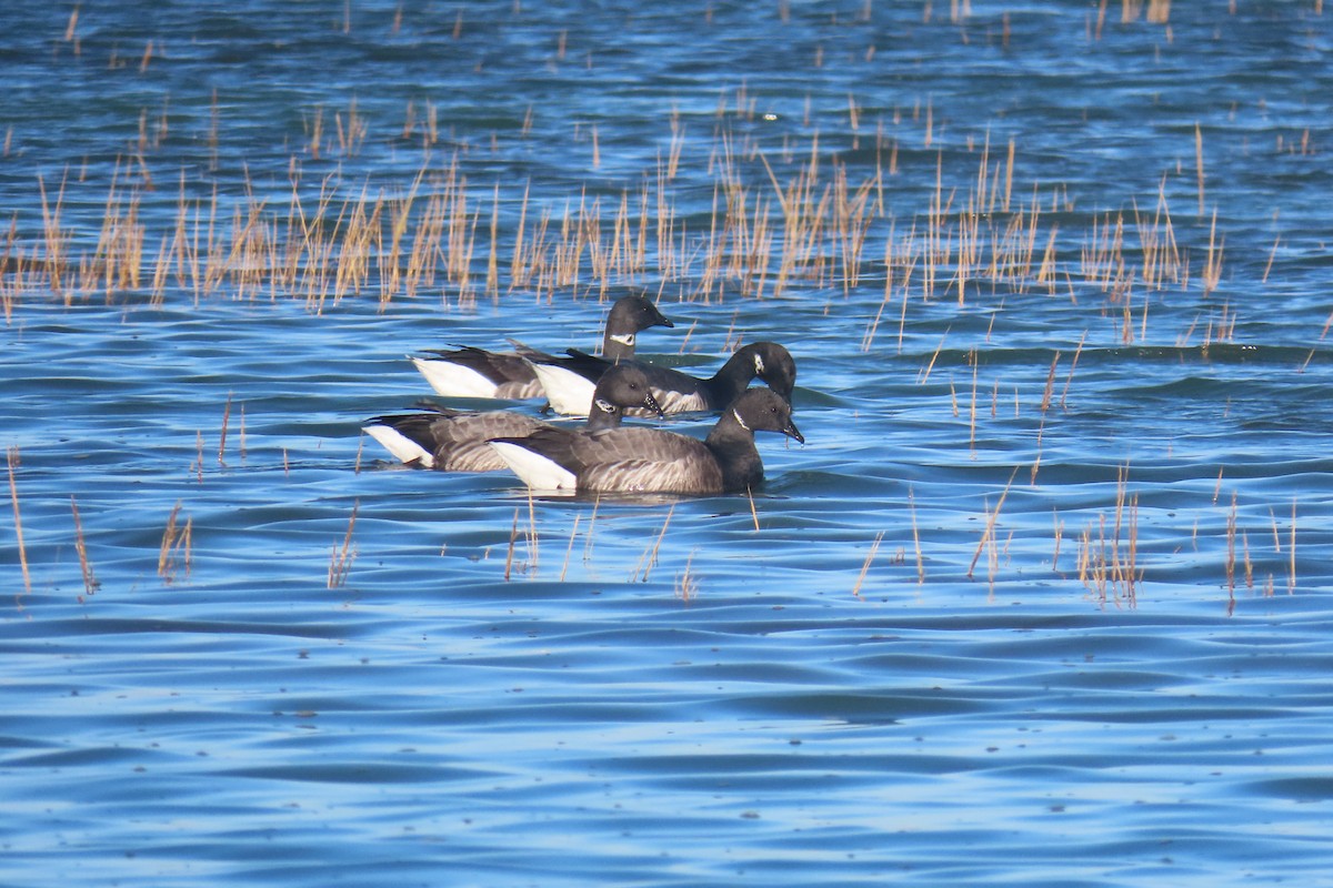 Brant - ML645651186