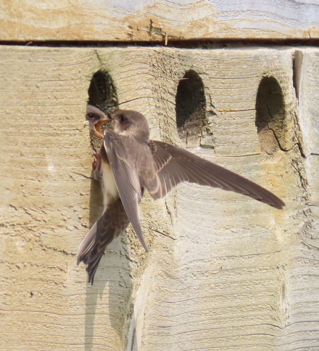 灰沙燕 - ML645651195