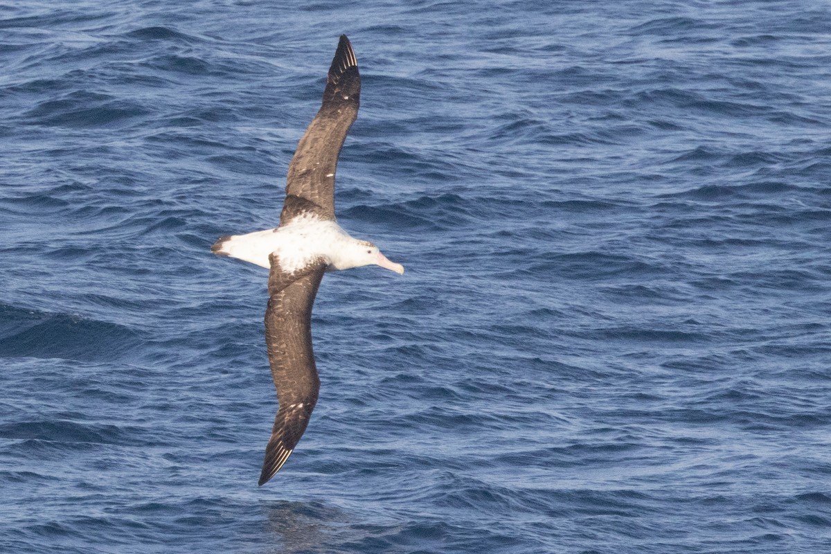 Antipodean Albatross (New Zealand) - ML645651200