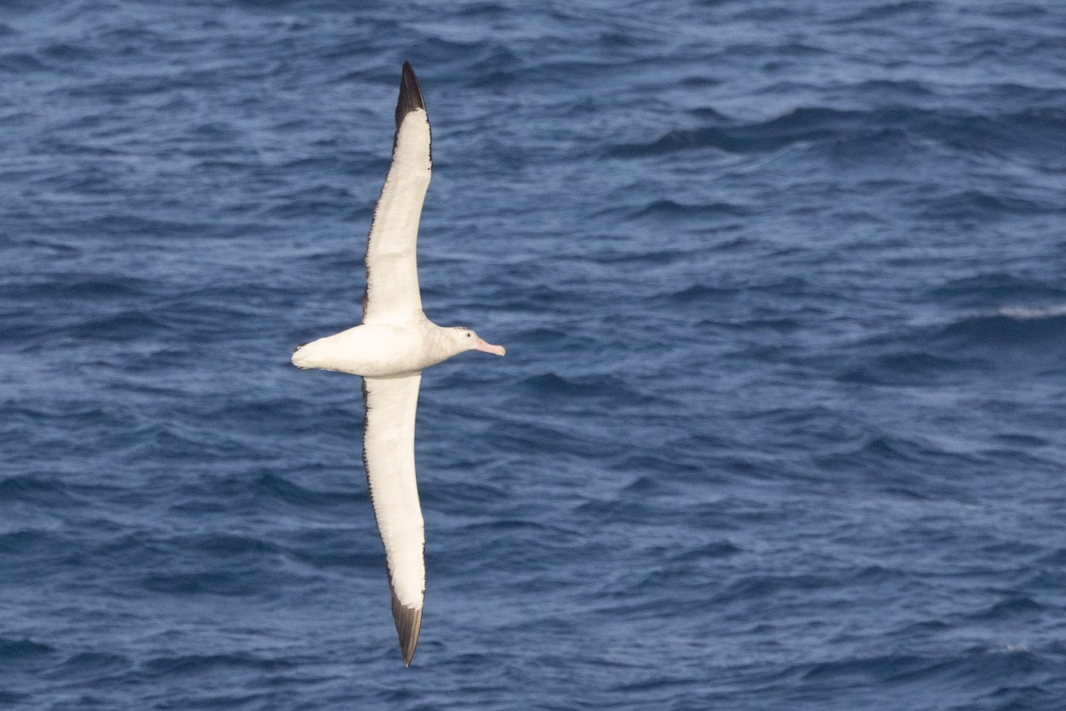 Antipodean Albatross (New Zealand) - ML645651202