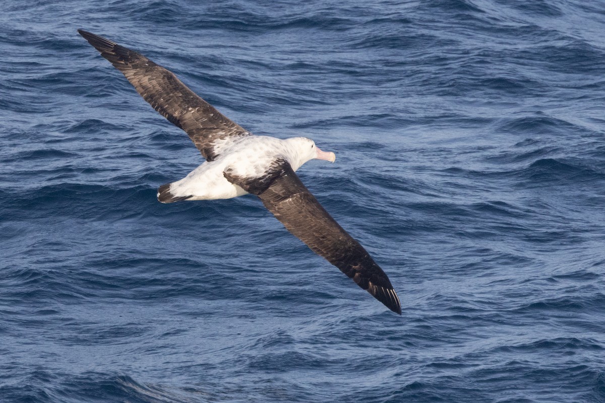 Antipodean Albatross (New Zealand) - ML645651203