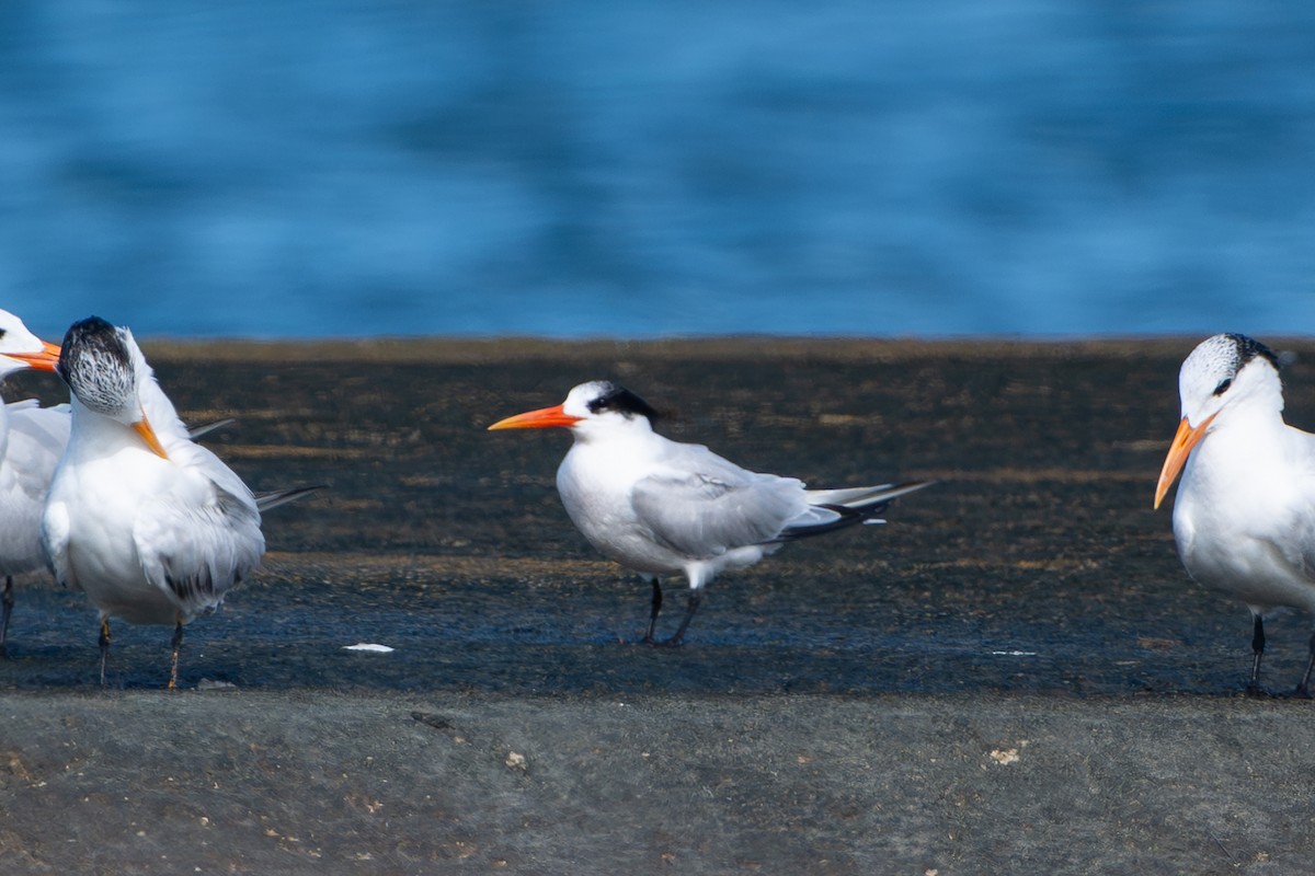 Txenada airosa - ML645651204