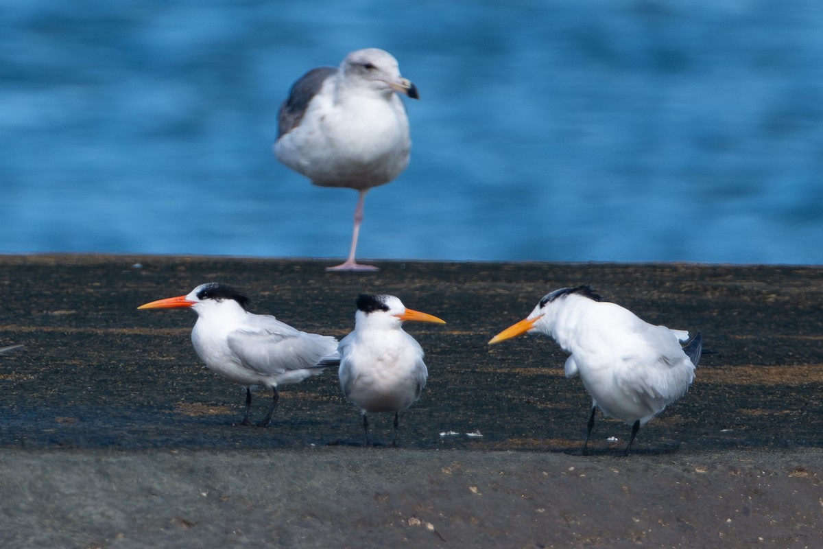 Txenada airosa - ML645651205