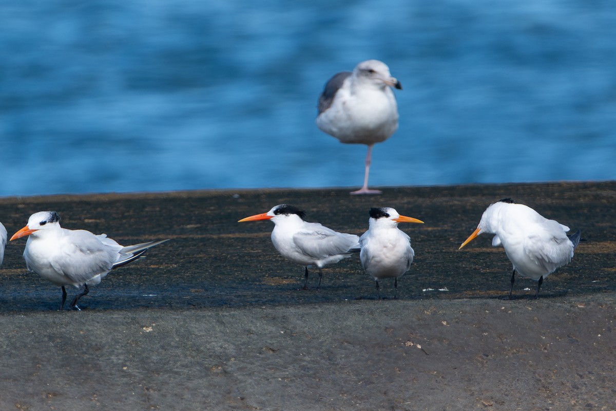 Txenada airosa - ML645651207