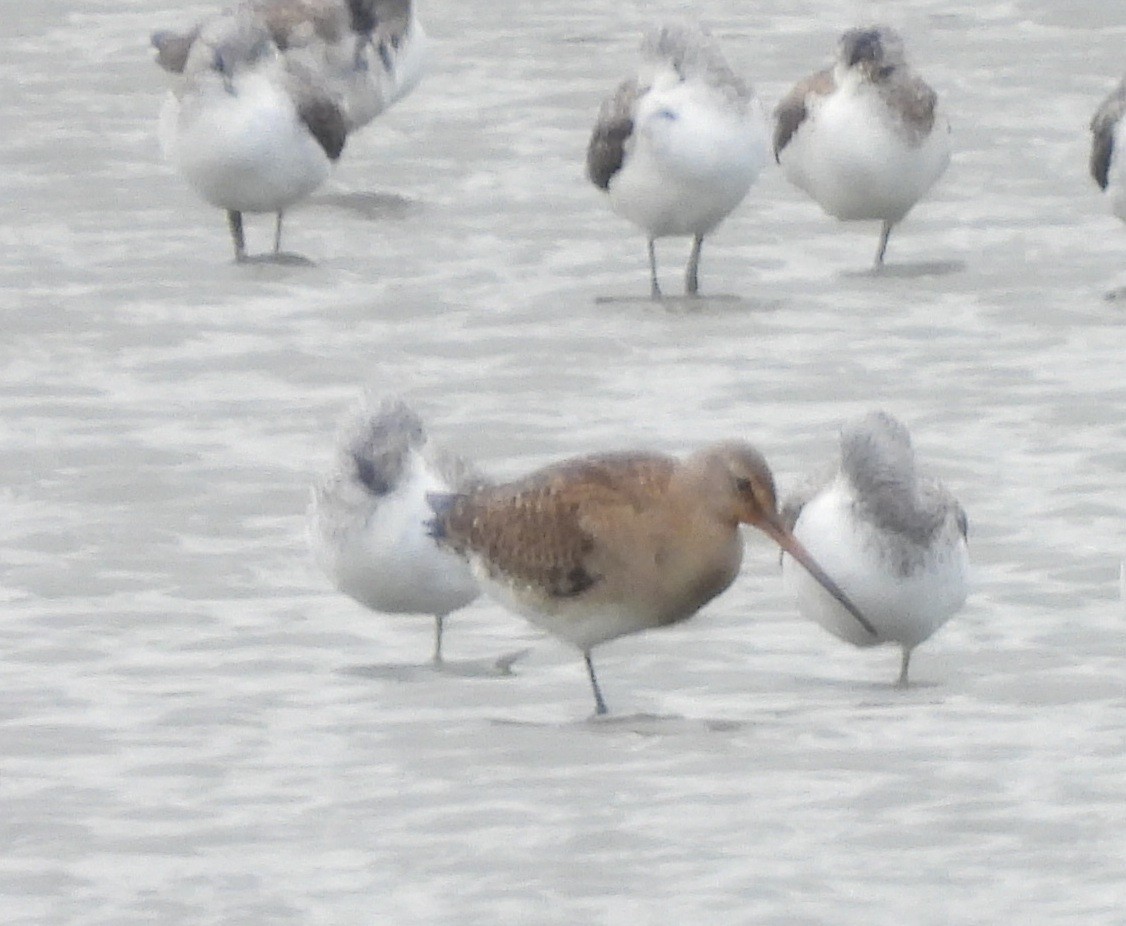 Black-tailed Godwit - ML645651211