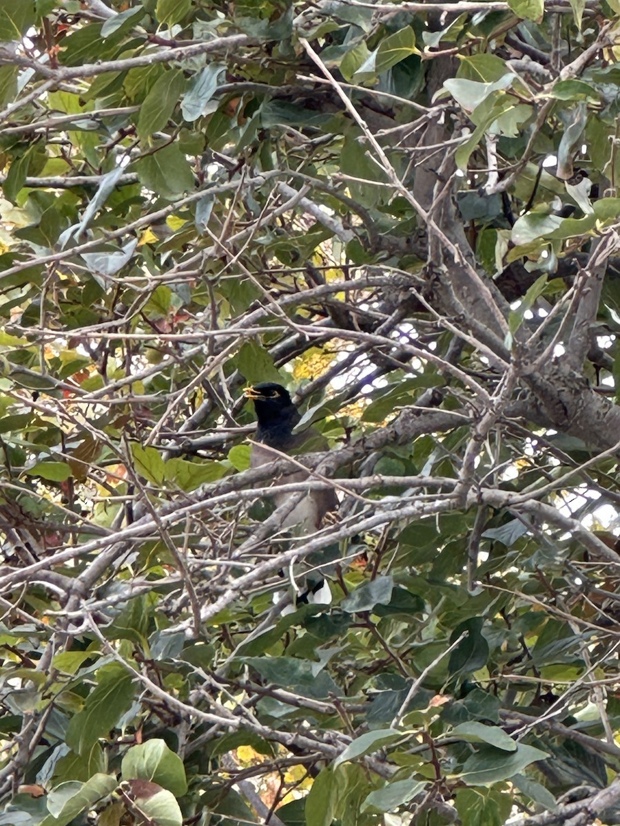 Common Myna - ML645651223