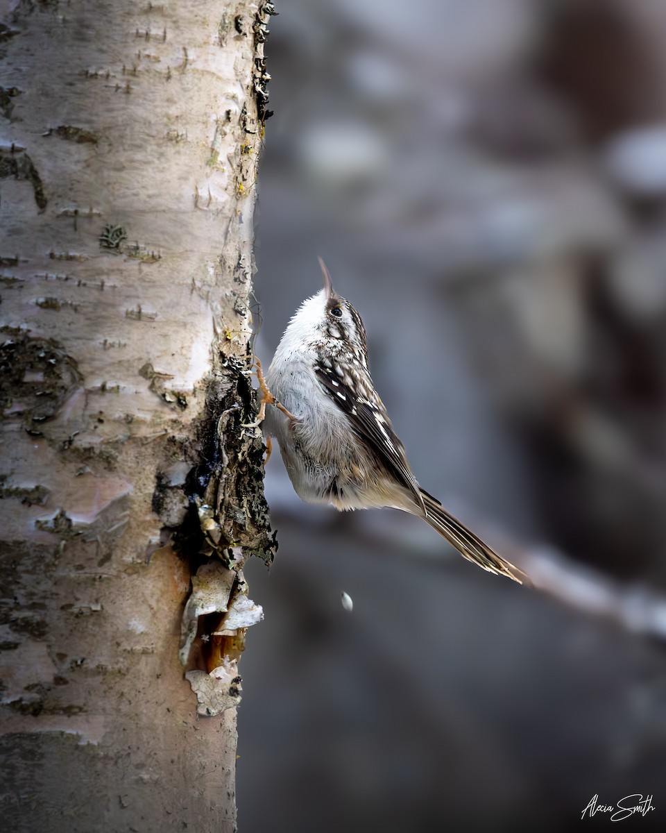 Brown Creeper - ML645651251