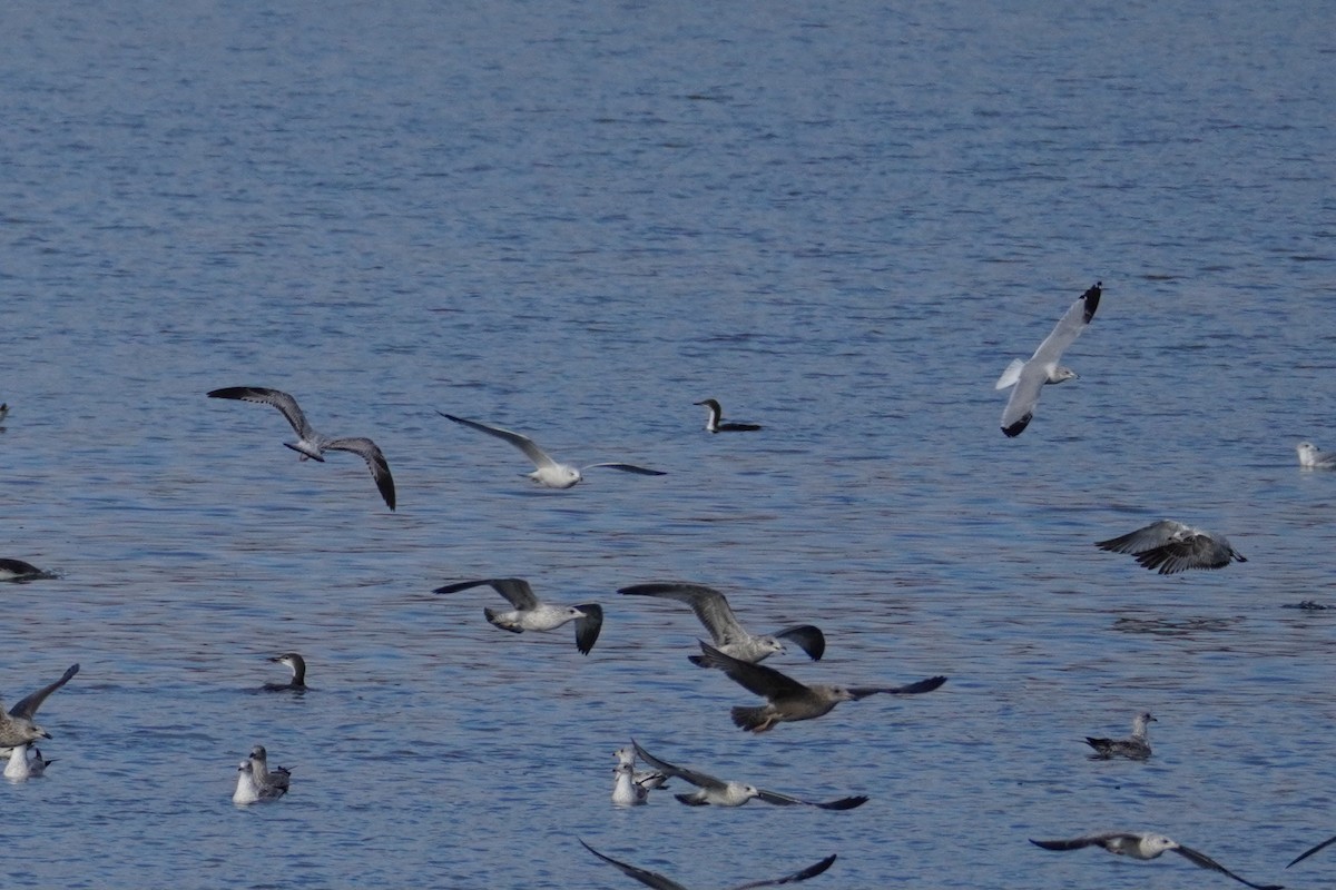 Pacific Loon - ML645651259