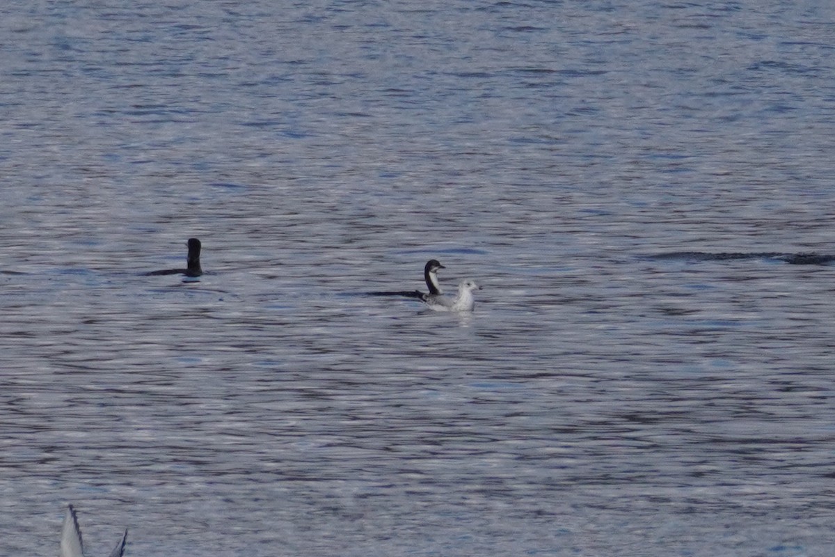 Pacific Loon - ML645651260