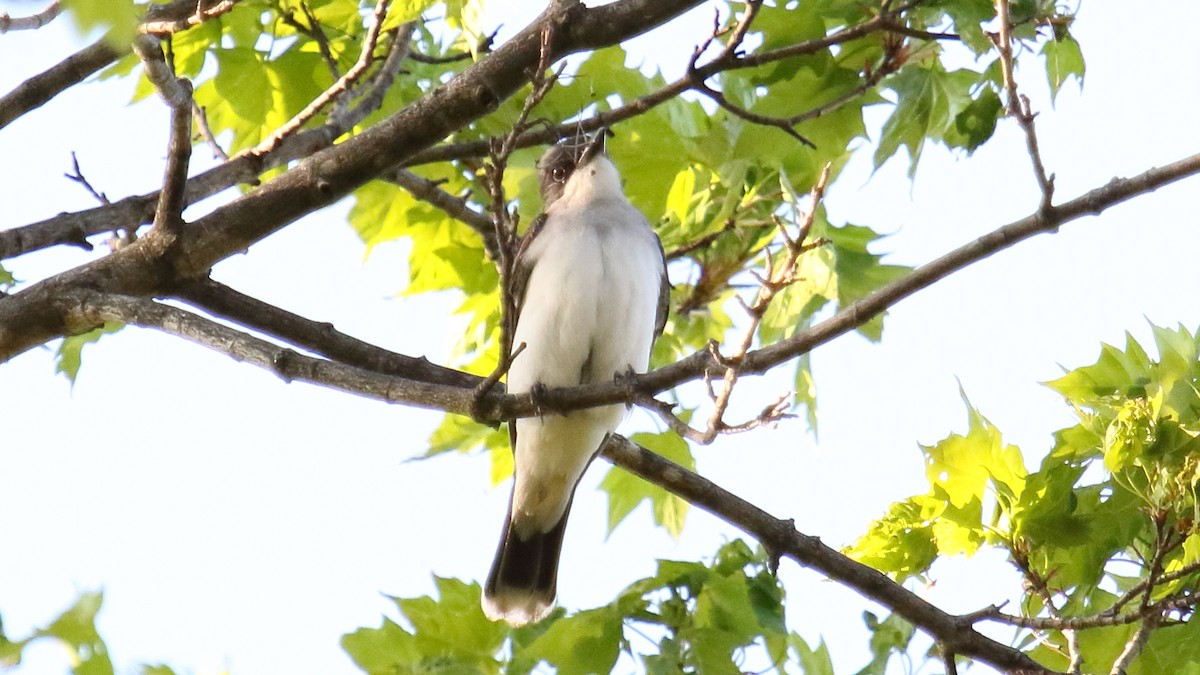 Tyran tritri - ML645651261