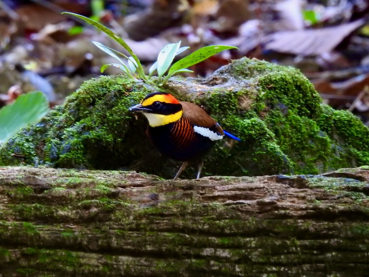 Malayan Banded-Pitta - ML645651286