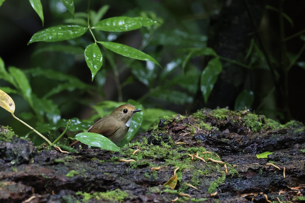 Rufous-browed Flycatcher - ML645651293