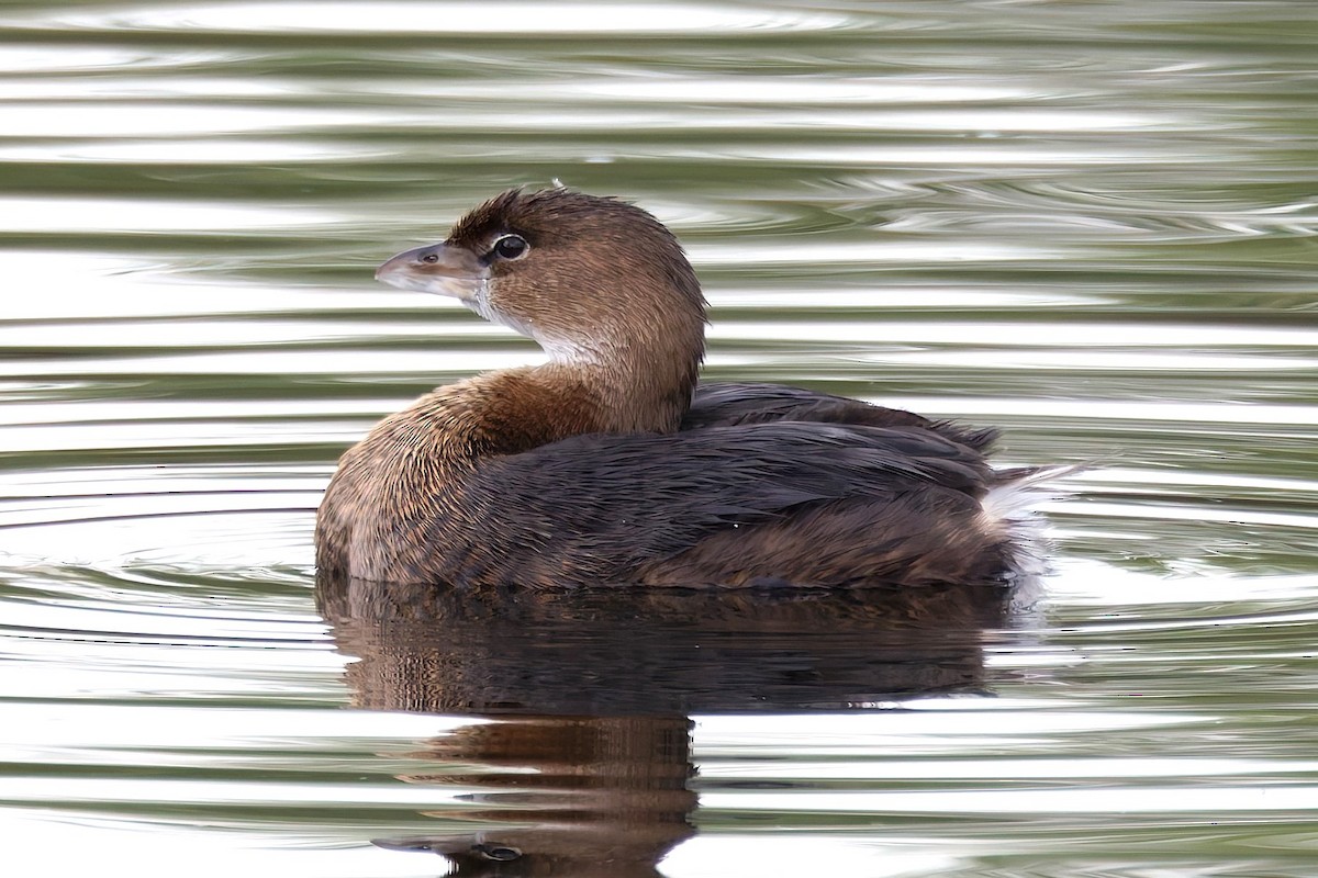 Pied-billed Grebe - ML645651295