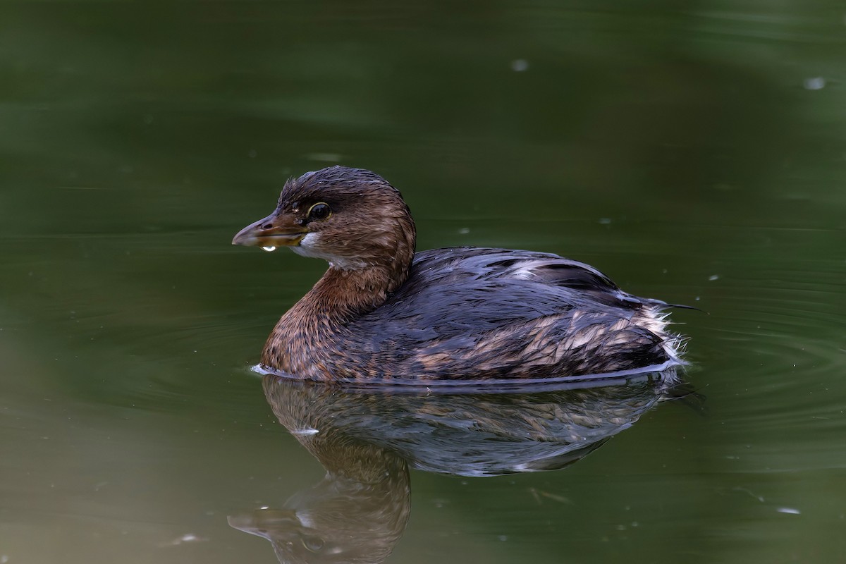 Pied-billed Grebe - ML645651296