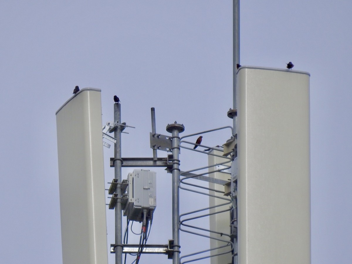 Rufous-bellied Swallow - ML645651297