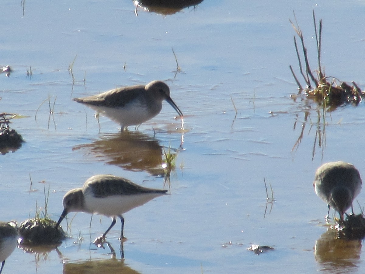 黑腹濱鷸 - ML645651301