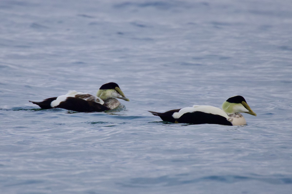 Common Eider - ML645651302