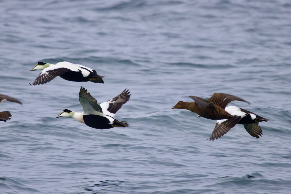 Common Eider - ML645651303