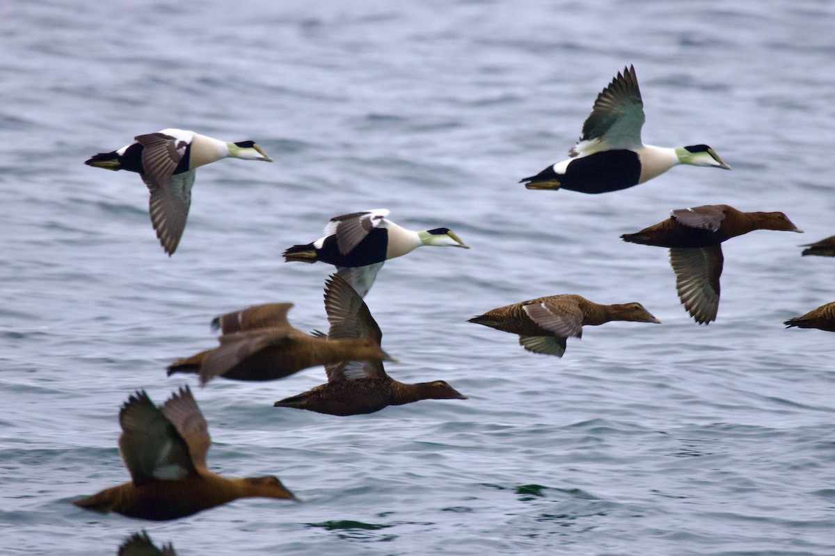 Common Eider - ML645651304