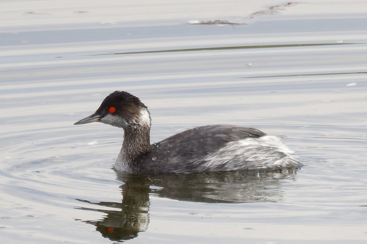 黑頸鸊鷉 - ML645651306